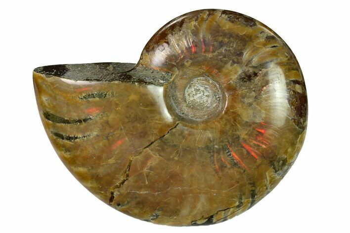Red Flash Ammonite Fossil - Madagascar #151726